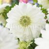 Bulbi Anemone Mount Everest