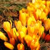 Bulbi Branduse Golden Yellow (Crocus)