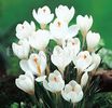Bulbi Branduse Jeanne dArc (Crocus)