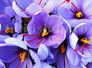 Bulbi Branduse Sativus Sofran (Crocus)
