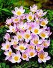 Bulbi Branduse Sieberi Firefly (Crocus)