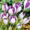Bulbi Branduse Vanguard (Crocus)
