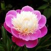 Bulbi Bujori Bowl of Beauty (Paeonia)