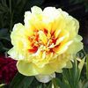 Bulbi Bujori Bartzella (Paeonia)