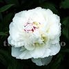Bulbi Bujori Shirley Temple (Paeonia)