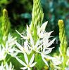 Bulbi Camassia Alba (Zambila Indiana)