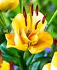 Bulbi Crin Apricot Fudge (Lilium)