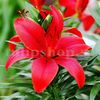 Bulbi Crin Diabora (Lilium)