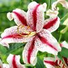 Bulbi Crin Dizzy (Lilium)