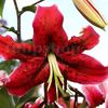 Bulbi Crin Miss Feya (Lilium)