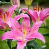 Bulbi Crin Mount Cook (Lilium)