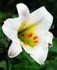Bulbi Crin Regale Album (Lilium)