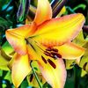 Bulbi Crin Rising Moon (Lilium)