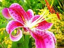 Bulbi Crin Stargazer (Lilium)