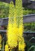 Bulbi Eremurus Bungei