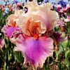 Bulbi Iris Colette Thurillet (Stanjenel)