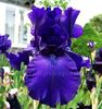 Bulbi Iris Dusky Challenger (Stanjenel)