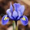 Bulbi Iris Harmony (Stanjenel)