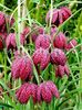 Bulbi Lalea Imperiala Meleagris (Fritillaria)