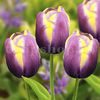 Bulbi Lalele Arabian Beauty (Tulip)