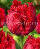 Bulbi Lalele Barbados (Tulip)