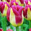 Bulbi Lalele Boston (Tulip)