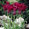 Bulbi Lalele Burgundy (Tulip)