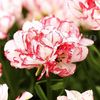 Bulbi Lalele Cartouche (Tulip)