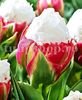 Bulbi Lalele Ice Cream (Tulip)