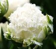 Bulbi Lalele Snow Crystal (Tulip)