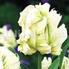 Bulbi Lalele Super Parrot (Tulip)
