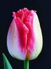 Bulbi Lalele Sweet Simone (Tulip)