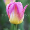 Bulbi Lalele Tom Pouce (Tulip)