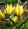Bulbi Lalele Urumiensis (Tulip)