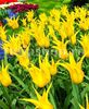 Bulbi Lalele West Point (Tulip)