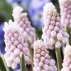 Bulbi Muscari Pink Sunrise