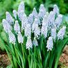 Bulbi Muscari Valerie Finish