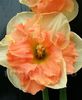 Bulbi Narcise Vanilla Peach
