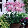 Bulbi Nerine Bowdenii (Amaryllidacee)