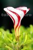 Bulbi Oxalis Versicolor (Trifoi)