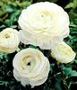 Bulbi Ranunculus Alb (Piciorul Cocosului)