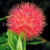 Bulbi Scadoxus Multiflorum (Amaryllidacee)