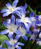 Bulbi Viorea Forbesi Blue (Chionodoxa)