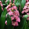 Bulbi Zambile Eros (Hyacinthus)