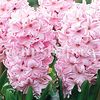 Bulbi Zambile Fondant (Hyacinthus)