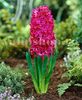 Bulbi Zambile Jan Boss (Hyacinthus)