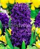 Bulbi Zambile Purple Star (Hyacinthus)
