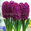 Bulbi Zambile Woodstock (Hyacinthus)