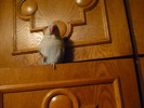 P1010193 lucky