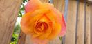 received_413426496185211